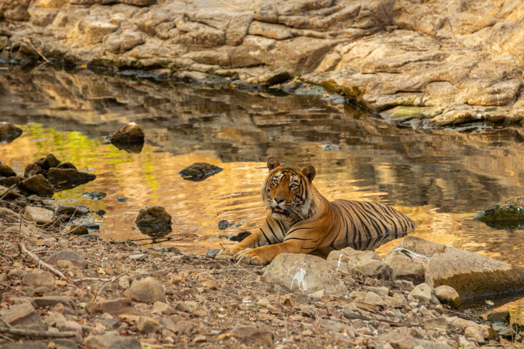 Has Tiger Balm Ever Been Banned