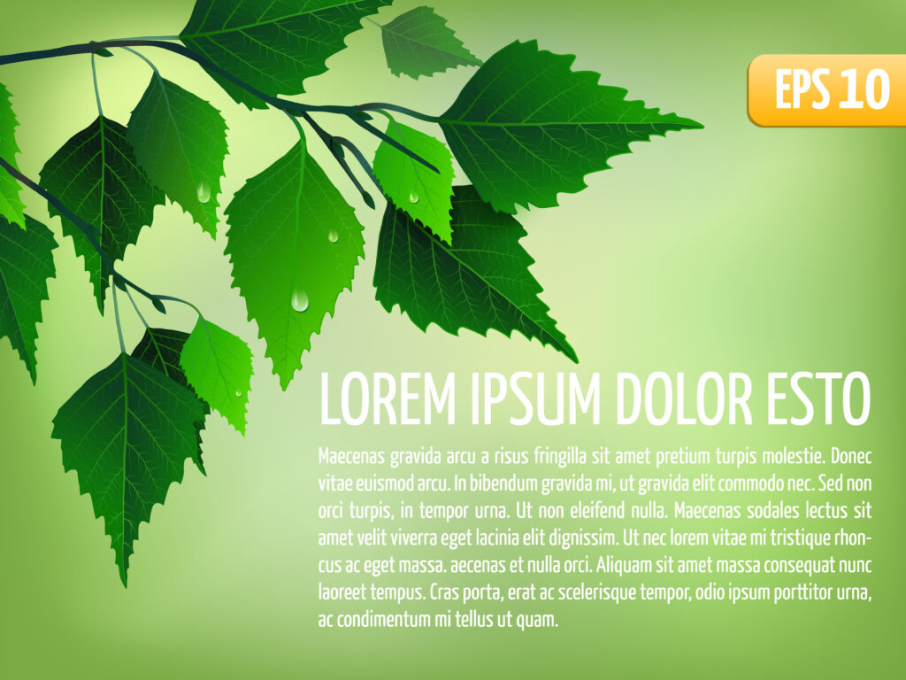 Chinese Elm Leaves