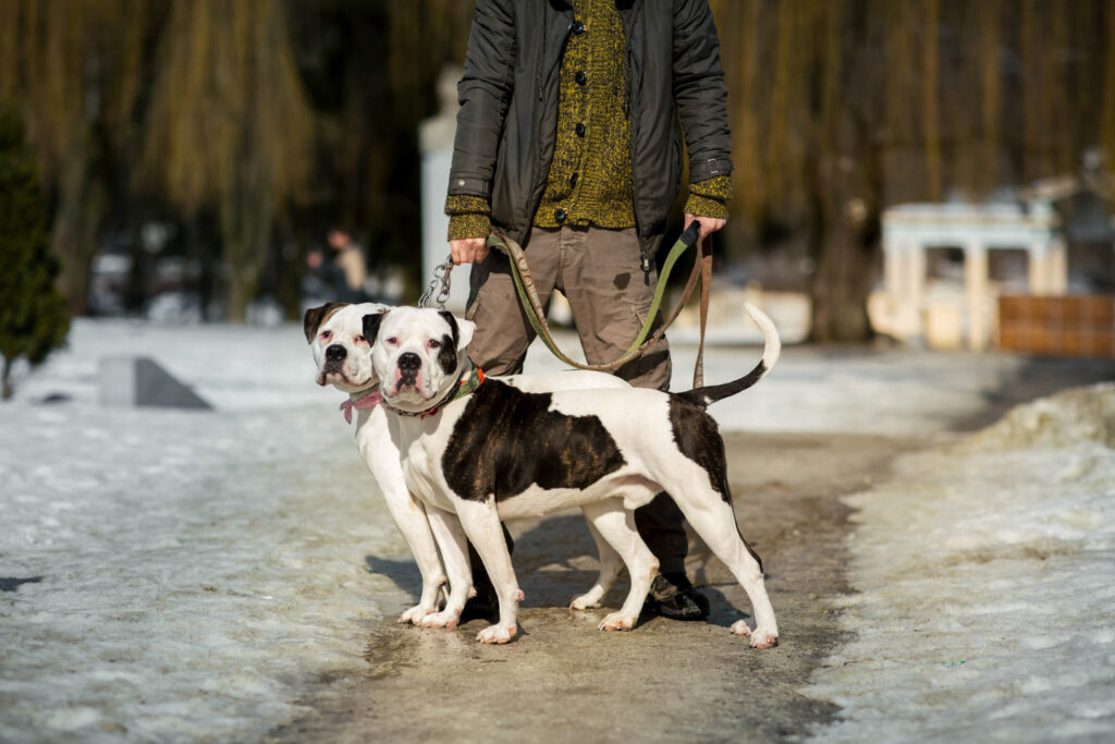Where to Find a Rat Terrier for Sale