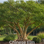 chinese elm