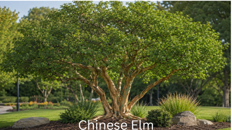 Chinese Elm: The Complete Guide to Growing, Caring for, and Maintaining This Beautiful Shade Tree