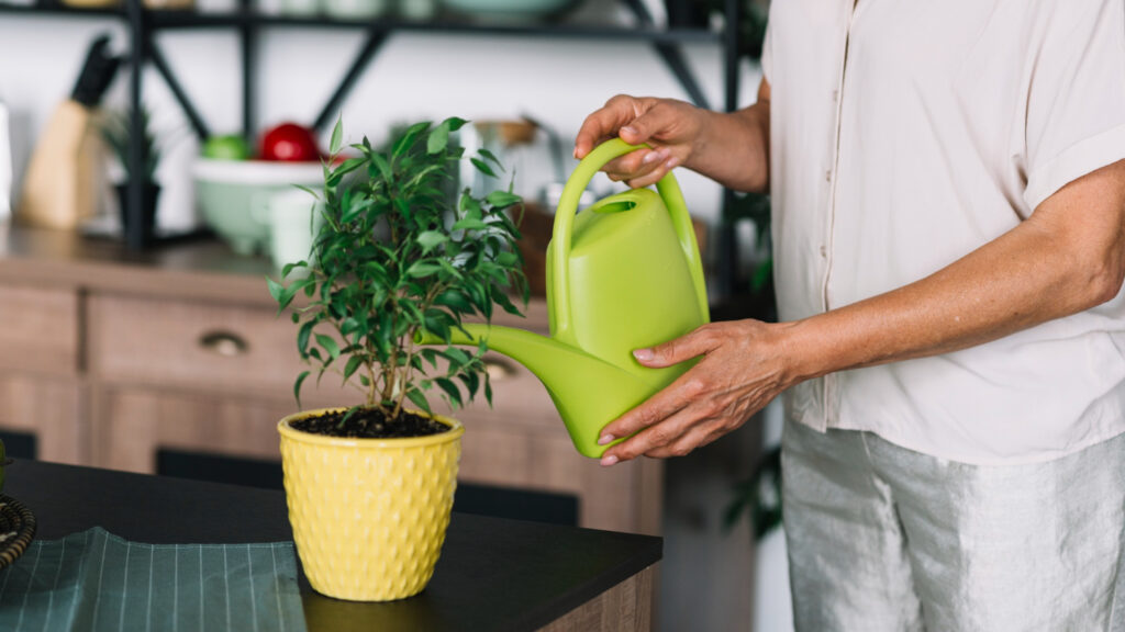 Can You Propagate Snake Plant in Water