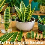 How to Propagate Snake Plant